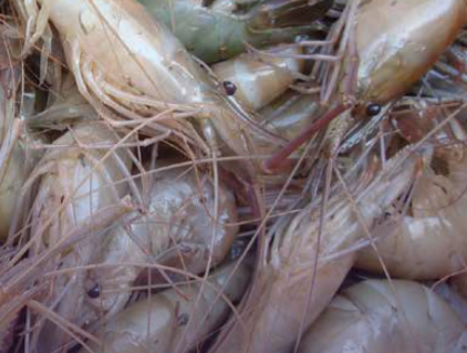 Expert topic: Freshwater prawn