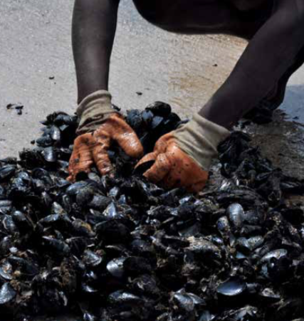 Expert topic: Blue mussel