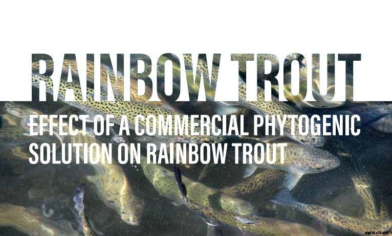 Rainbow Trout EFFECT OF A COMMERCIAL PHYTOGENIC  SOLUTION ON RAINBOW TROUT