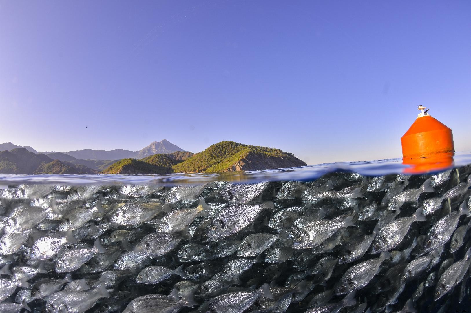 Managing parasites sustainably