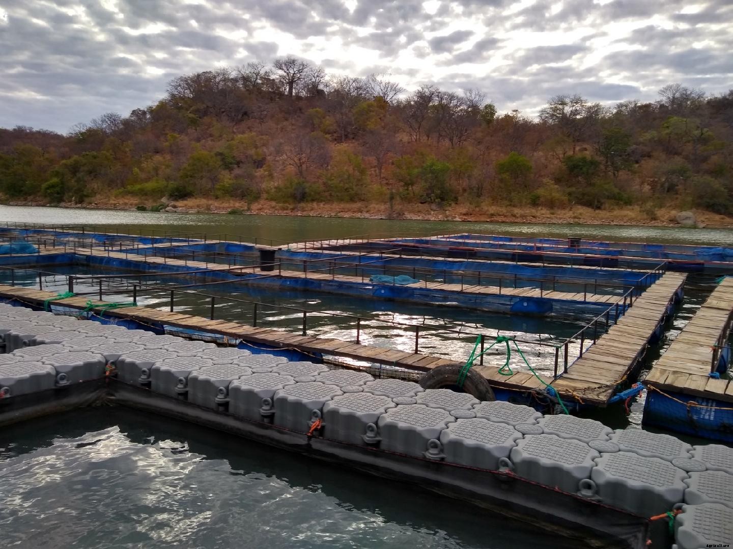 Mozambique A flourishing prawn farming industry