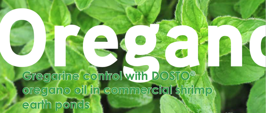 Gregarine control with DOSTO® oregano oil in commercial shrimp earth ponds
