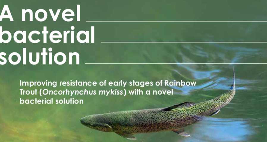 Improving resistance of early stages of Rainbow Trout (Oncorhynchus mykiss)  with a novel bacterial solution