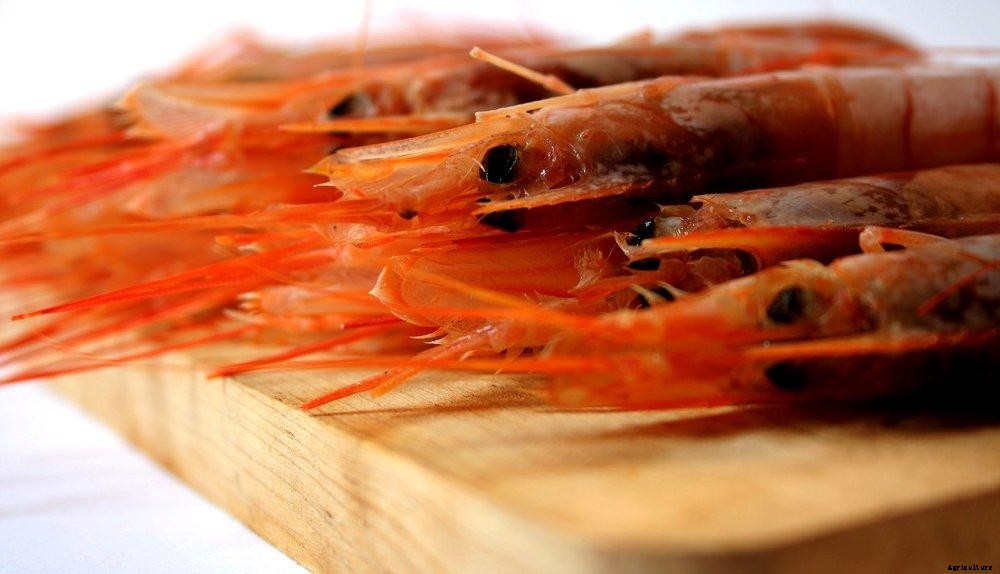 Dr Simon Davies: Understanding Decapod Iridescent Virus