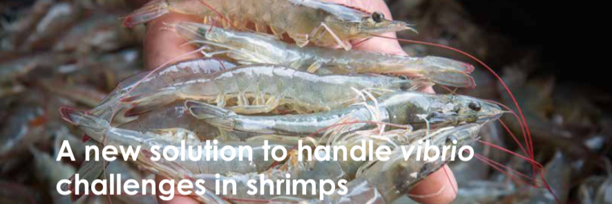 Borregaard: A new solution to handle vibrio challenges in shrimps