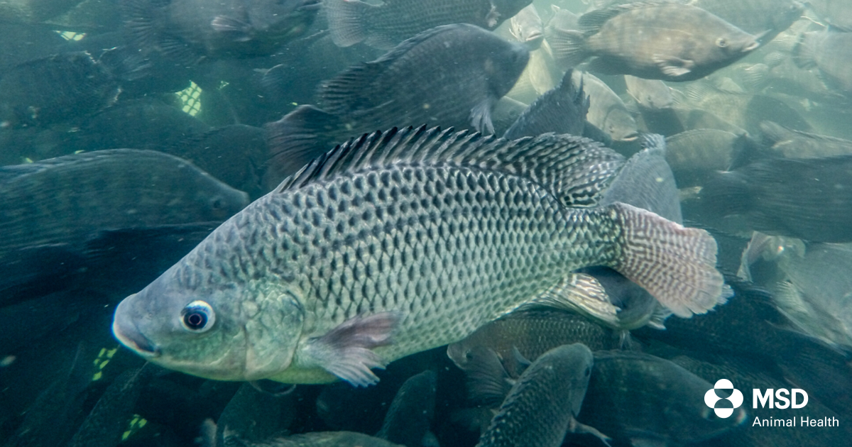 New vaccine for long-lasting protection against mortality and disease due to streptococcis in fish introduced in Latin America