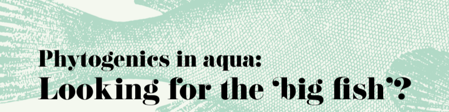 Phytogenics in aqua: Looking for the ‘big fish’?