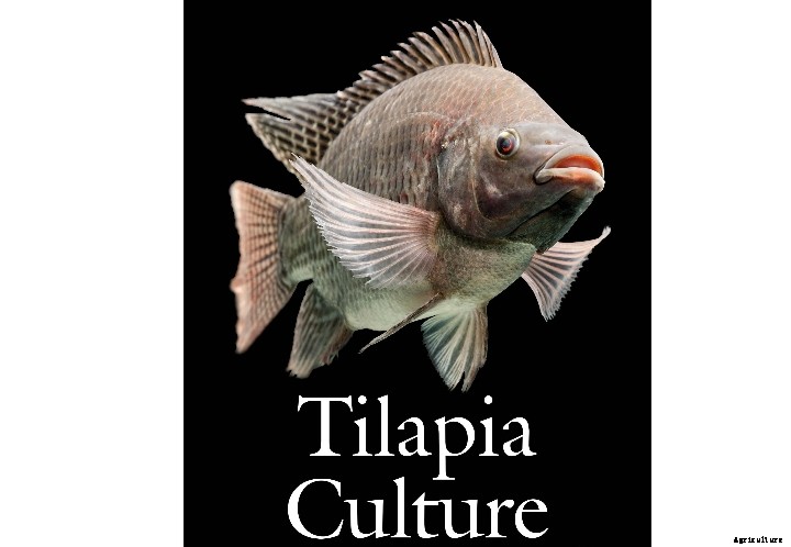 Tilapia: Soon to be the world’s most popular farmed fish?
