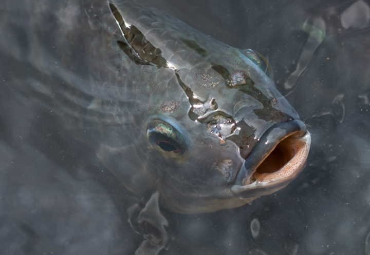 Dietary n-3 fatty acid for Nile tilapia at optimal and suboptimal-cold temperature