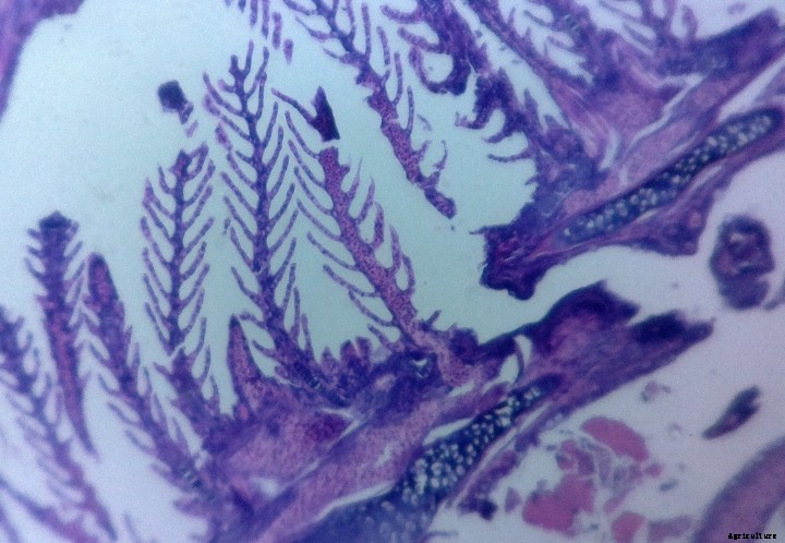 Fish farming under the microscope: How innovative technology helps to increase aquaculture productivity