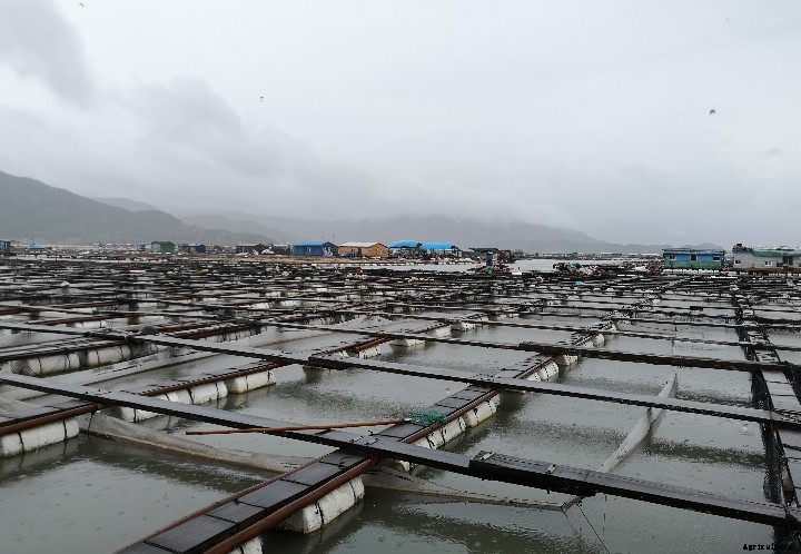 The large yellow croaker farming industry in China