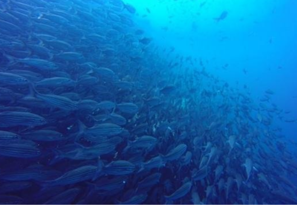 Free nucleotides, β-glucans,andMOS: The perfect combination to increase the survival rate and fish and shrimp production