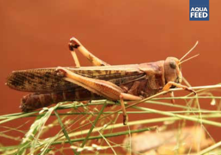 Novel ingredients:  Sustainable alternatives for aquafeed, animal feed & food