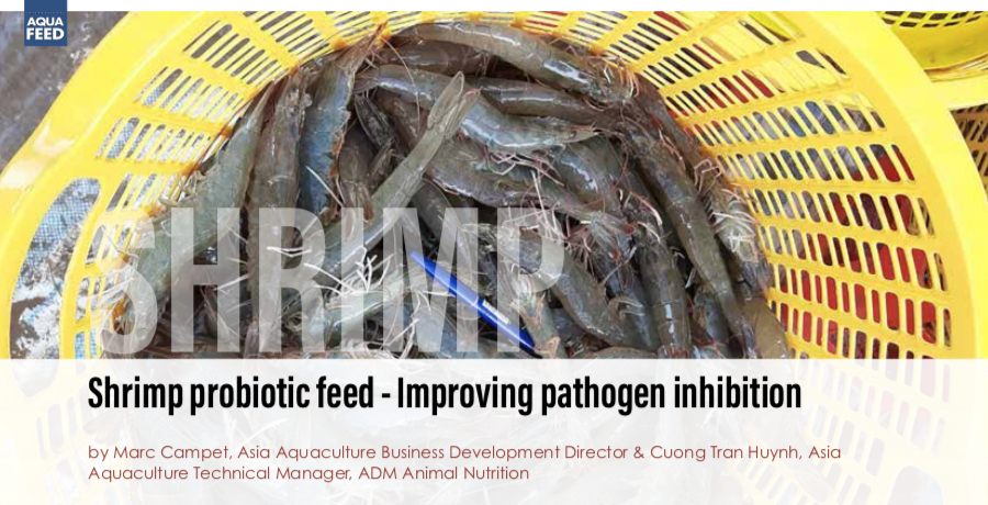 Shrimp probiotic feed  - Improving pathogen inhibition