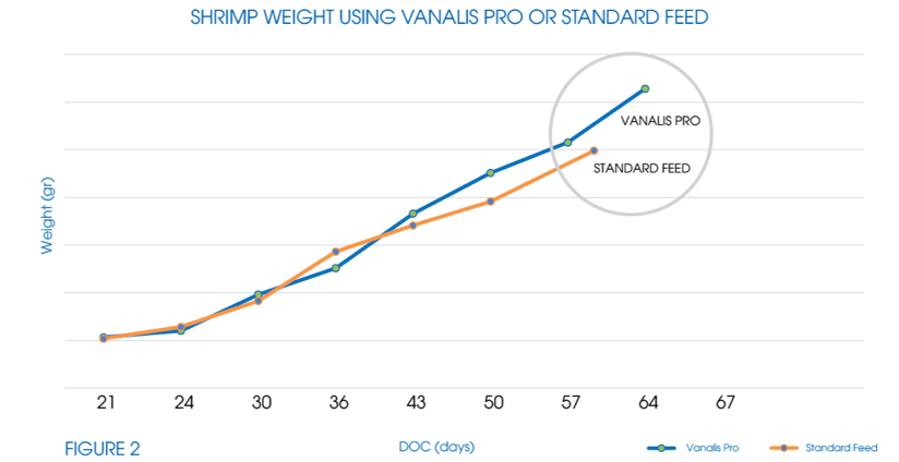 Shrimp probiotic feed  - Improving pathogen inhibition