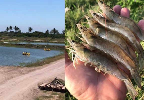 Pacific White shrimp Litopenaeus vanammei - the effective inclusion of corn fermented protein as a sustainable ingredient