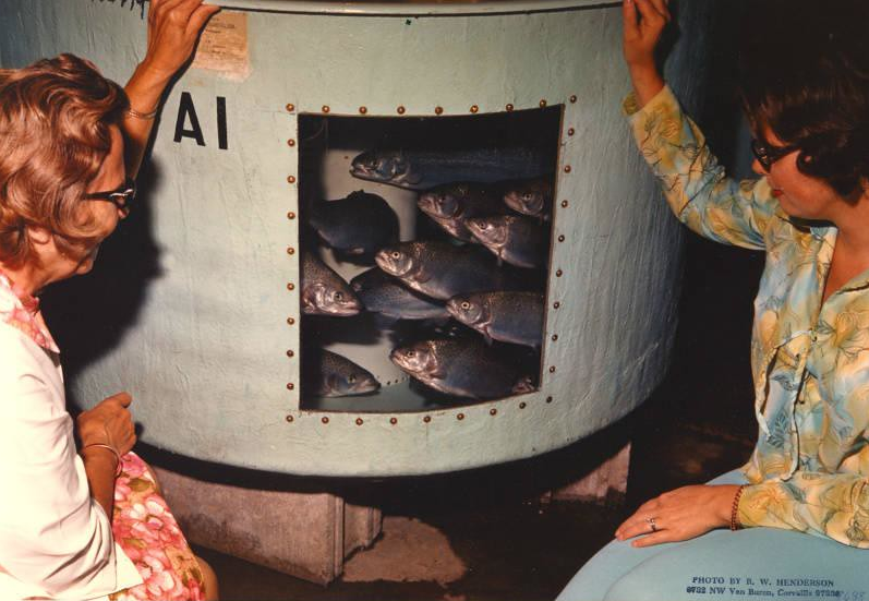 Novel feeds for rainbow trout - the partial substitution of fishmeal with insects 