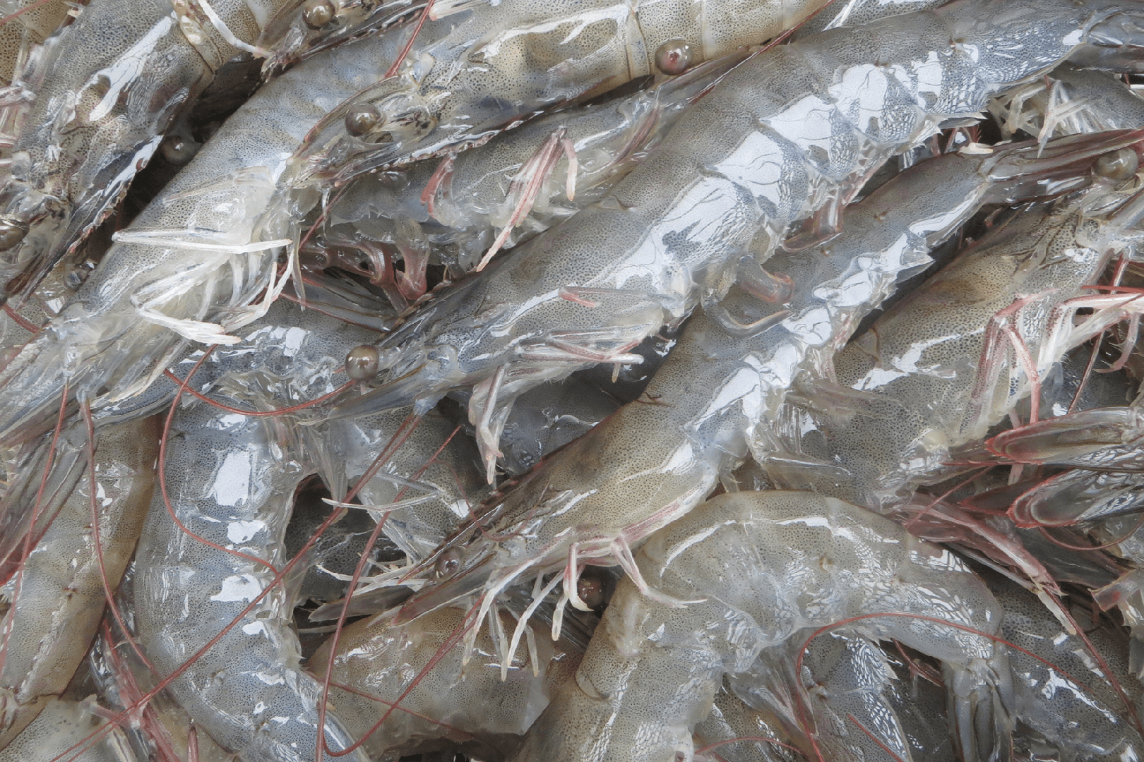 Shrimp: Phytogenic solution for L. vannemei performance