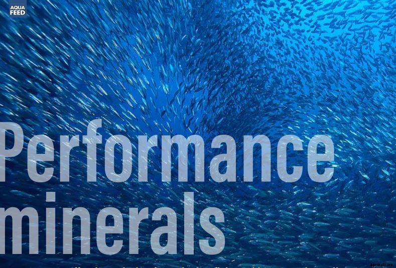 Performance minerals  A cost-effective solution for reducing fish meal in aquaculture diets