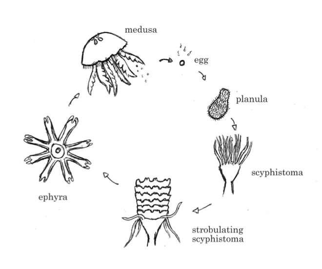 Jellyfish; aquaculture friend or foe  More than just a blooming nuisance?