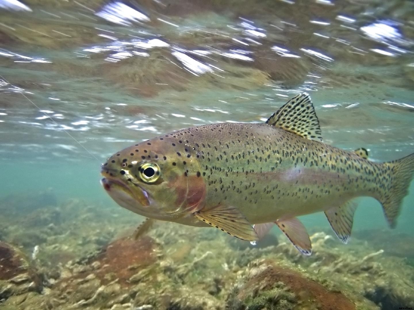 How does reducing dietary fishmeal and crude protein levels impact rainbow trout production?
