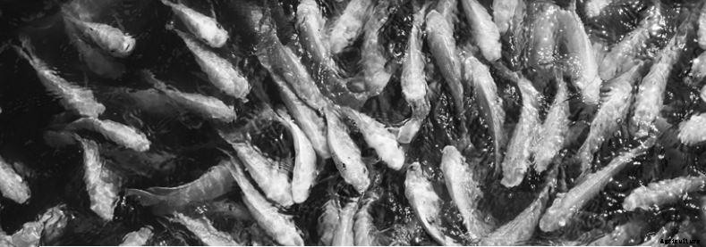 How to produce millions of high quality monosex tilapia fry
