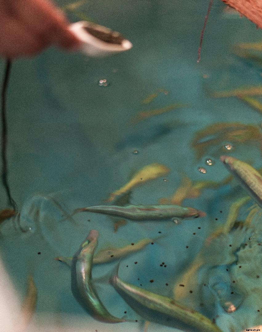 The evolution of salmonid aquafeed