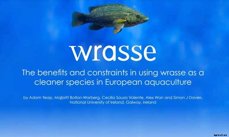 The benefits and constraints in using wrasse as a cleaner species in European aquaculture