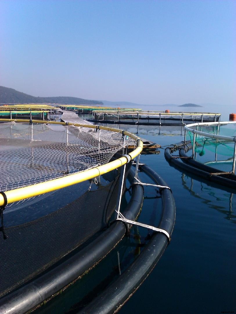 Digest Fast: An innovative biosurfactant for more efficient feeding