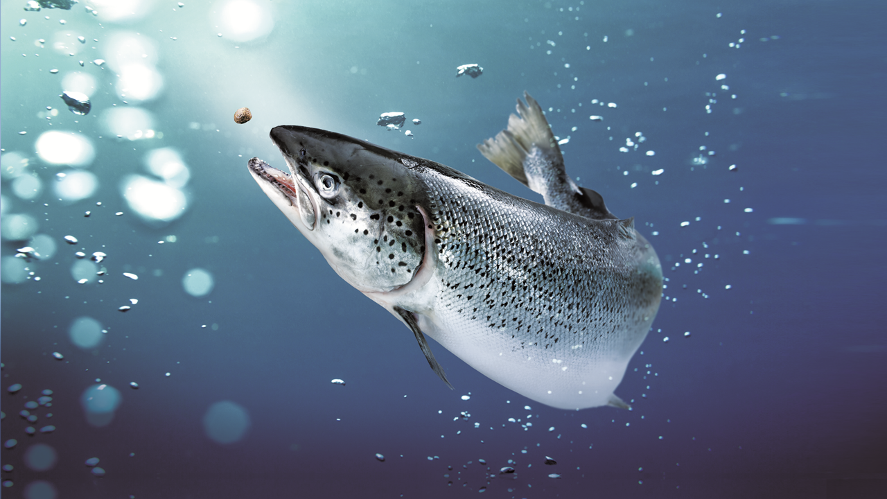 New technologies for fine aqua feed production