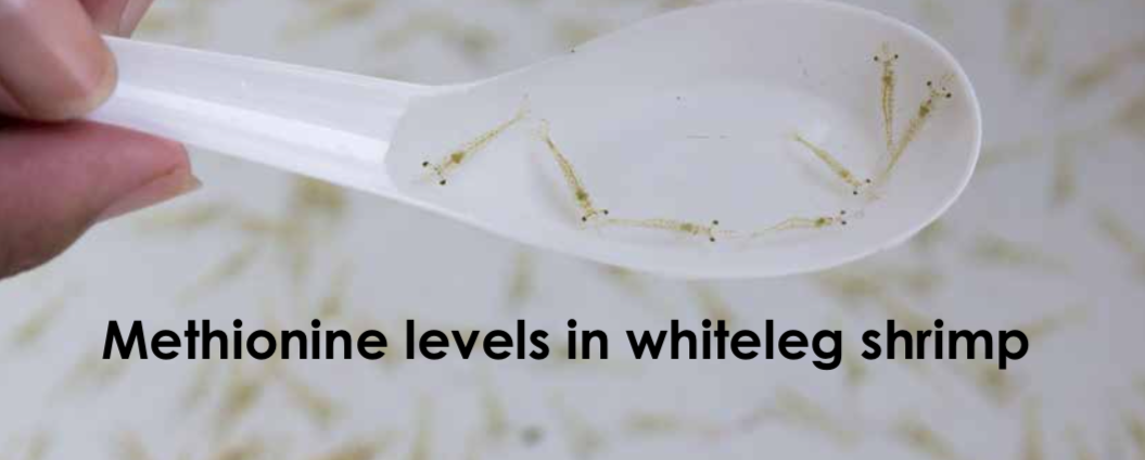 How do dietary methionine sources and feeding frequency impact the post feed hemolymph methionine levels in whiteleg shrimp?