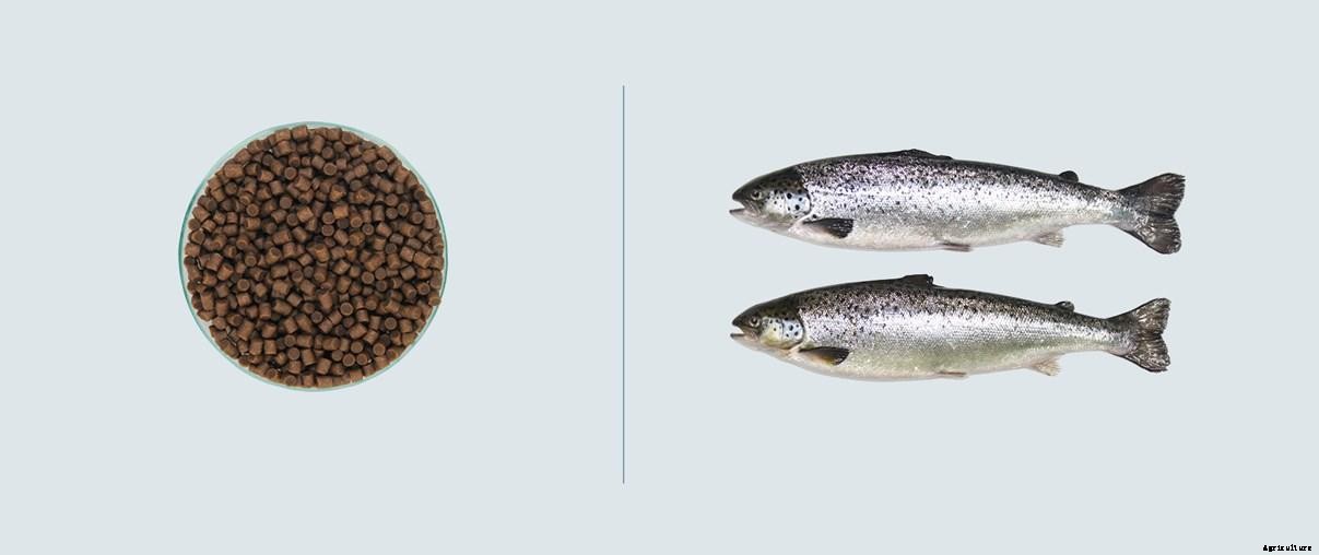 Feed for Atlantic salmon in RAS: Why consider a dedicated RAS feed?