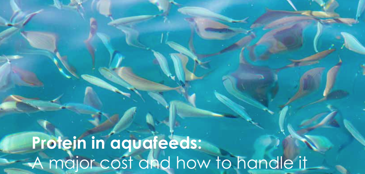 Protein in aquafeeds: A major cost and how to handle it
