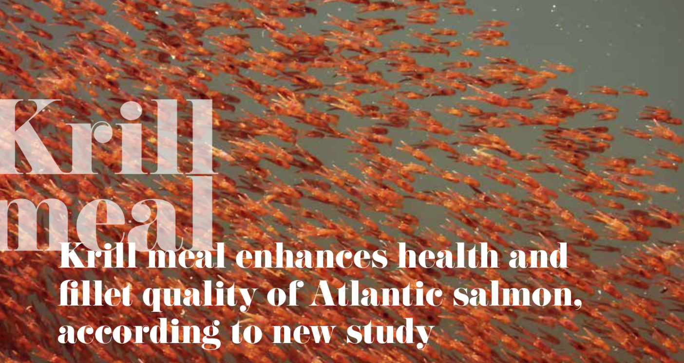Krill meal enhances health and fillet quality of Atlantic salmon, according to new study