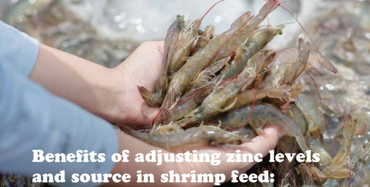 Benefits of adjusting zinc levels and source in shrimp feed: Your zinc choice may be limiting performance