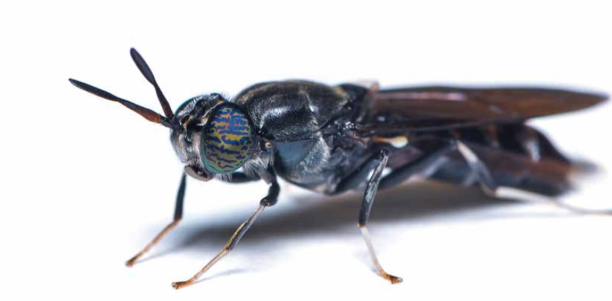 Black soldier fly meal : A highly digestible protein source for aquafeeds