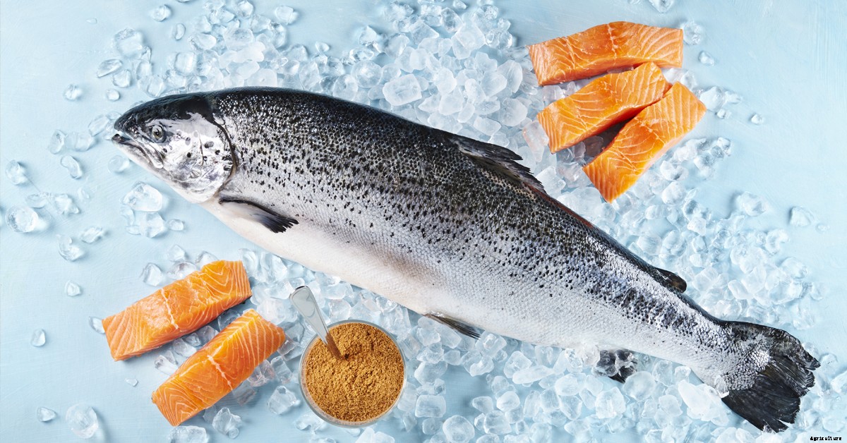 Krill: The ocean’s answer to sustainability