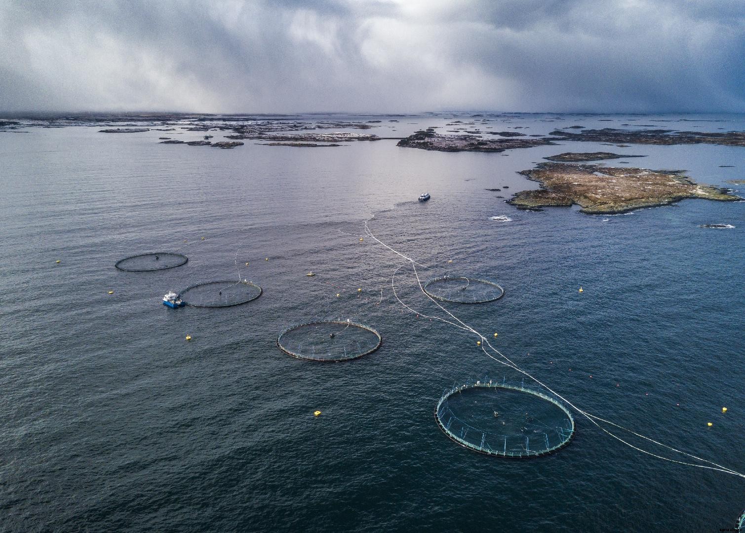 Veramaris wins F3 Challenge, named world’s best-selling 'fish-free' omega-3 source for aquaculture
