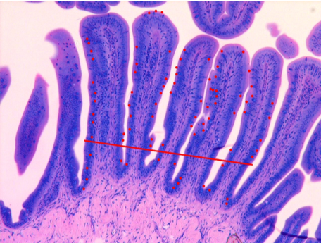 Effects of amino acid complexed trace minerals in commercial sea bass (Dicentrarchus labrax) diets: How trace mineral source is important to optimise fish-diet performance and health parameters