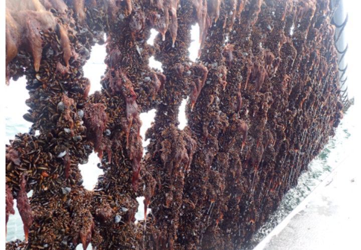 Transforming excess nutrients in eutrophic coastal waters to marine protein for feeds