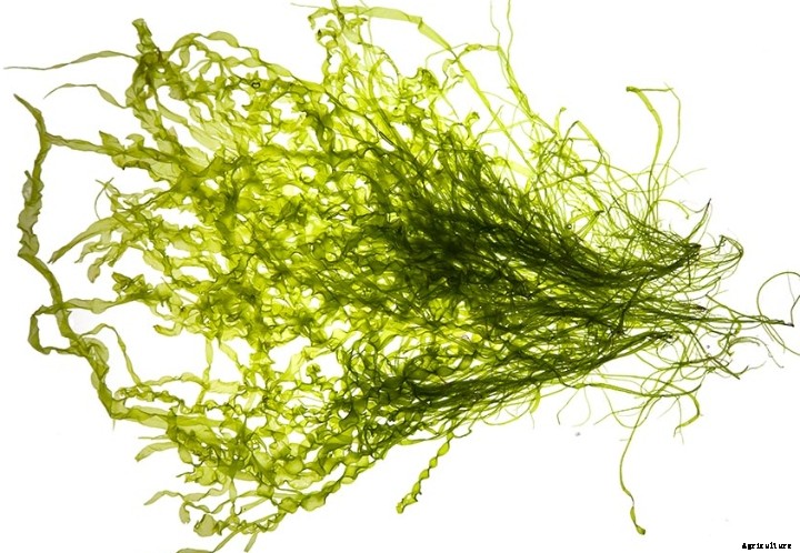 Supporting gut health with seaweed extracts: A targeted approach