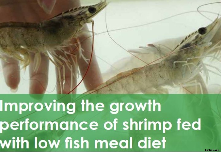 Prosaf® improves growth performance of shrimp fed with low fish meal diet