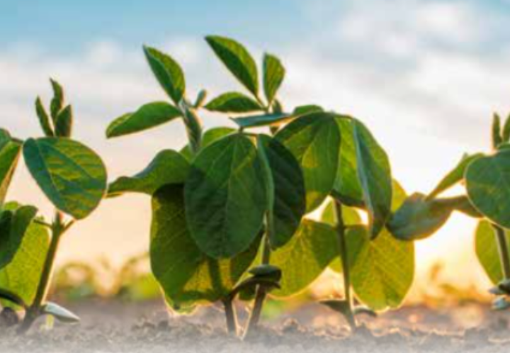 The shrimp feed sustainability conundrum: