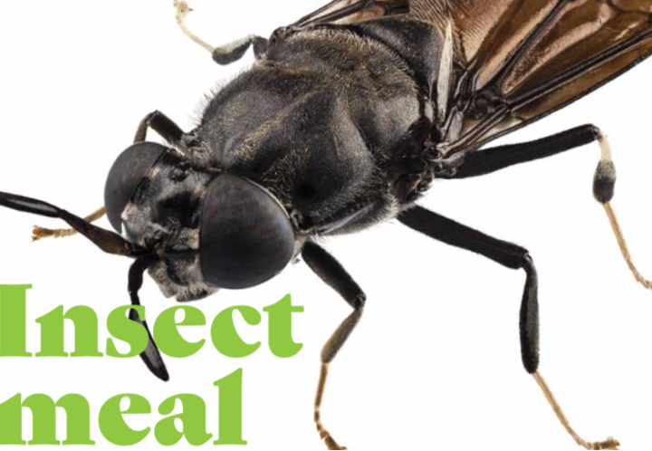 Insect meal