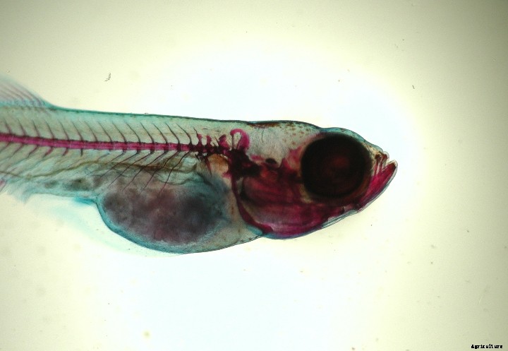 Unlocking new potential for microalgae in aquafeed