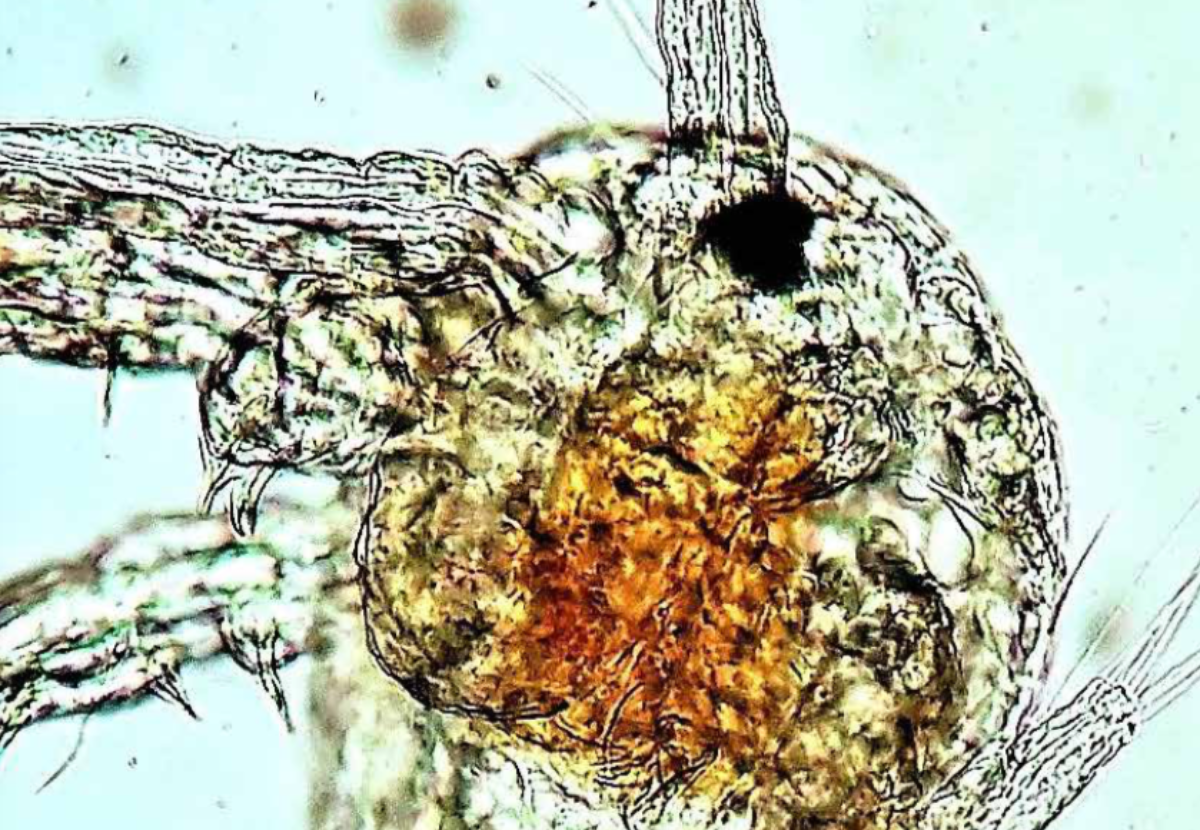 Cryo-preservation: The future of feed