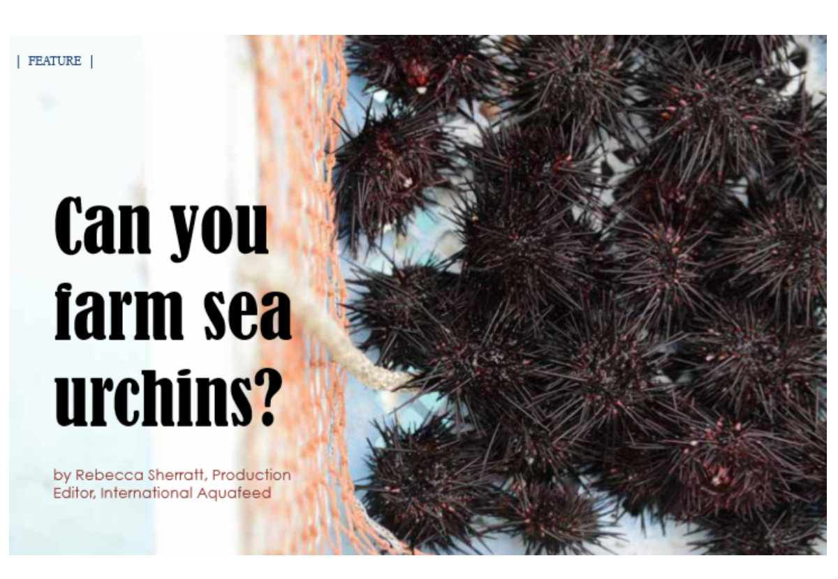 Can you farm sea urchins?