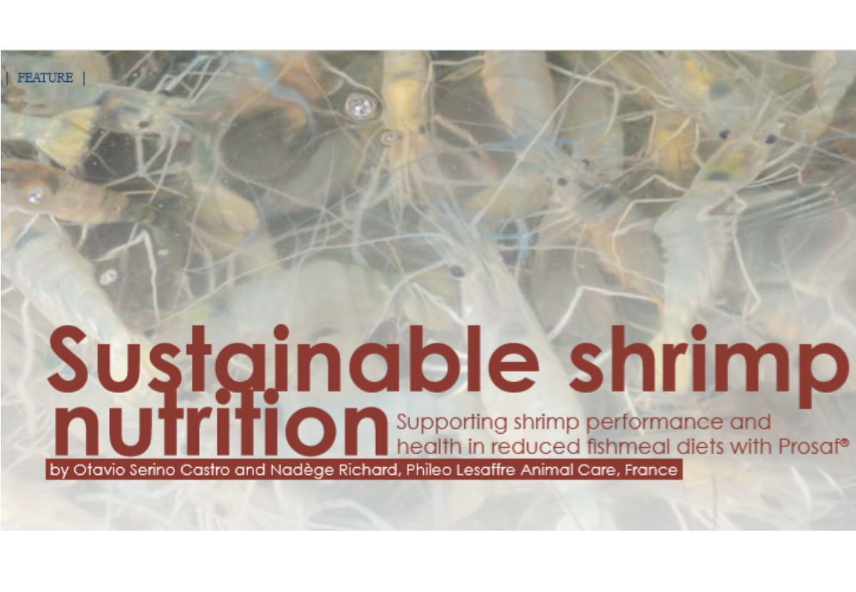 Sustainable shrimp nutrition