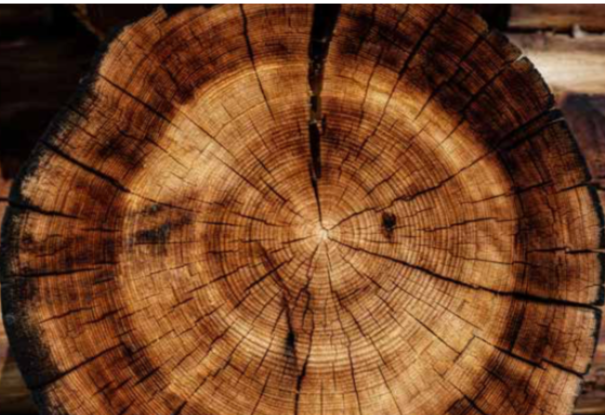 How Wood Can Bridge The Protein Gap