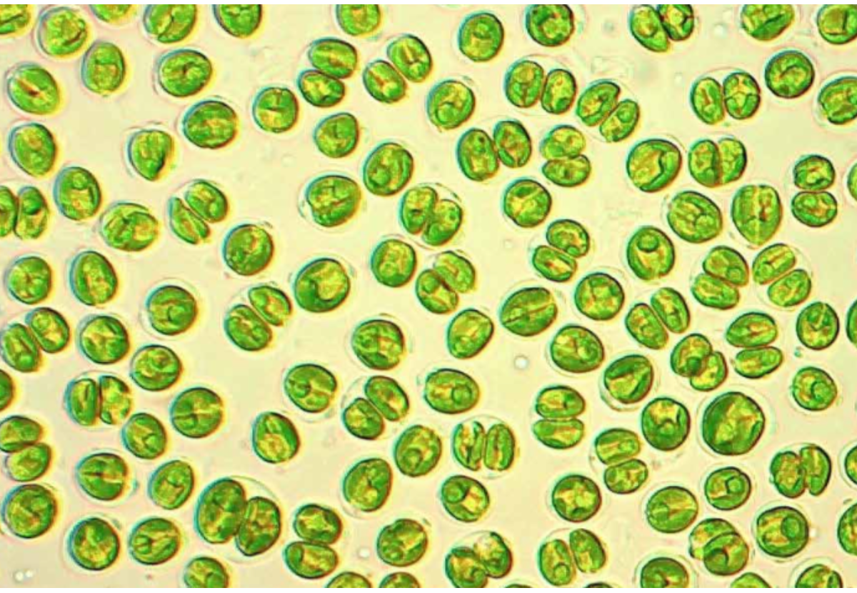 Use of the microalga Tetraselmis in shrimp culture